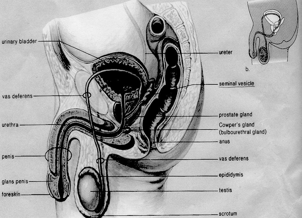 7. URINARY SYSTEM A. Parts of the urinary system 3. 4. 5. (opening at the end of the urethra) Remove waste products from the blood Maintains fluid and electrolyte balance C.