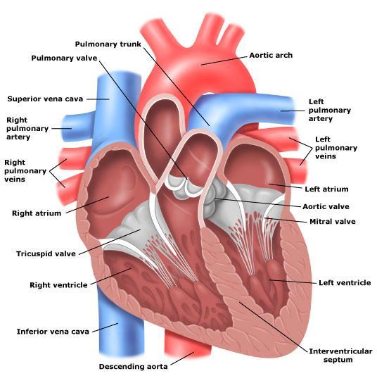 2. Heart Anatomy In order to understand the pathophysiology of atherosclerosis, it is critical to comprehend the basic anatomy and functioning of the heart muscle.