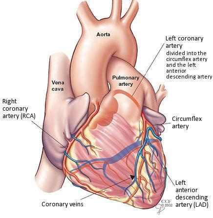 2.1 The coronary arteries The heart requires oxygen and nutrients for contraction and to provide oxygenated blood to the rest of the body.