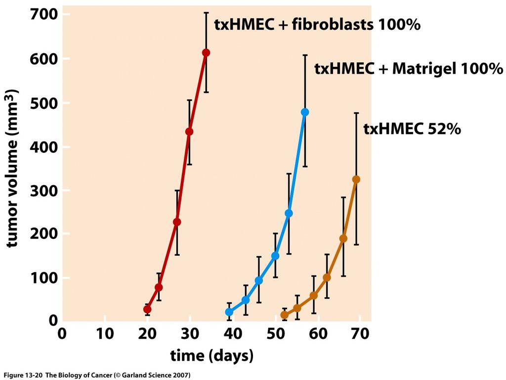 Admixed normal fibroblasts promote tumor growth Human mammary epithelial cells transformed by SV40, htert and activated ras form tumors with long lag time.