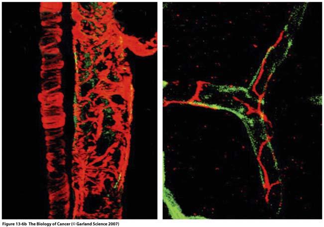 Pericytes only loosely attached -