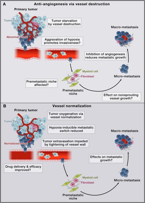Anti-angiogenesis versus vessel normalization