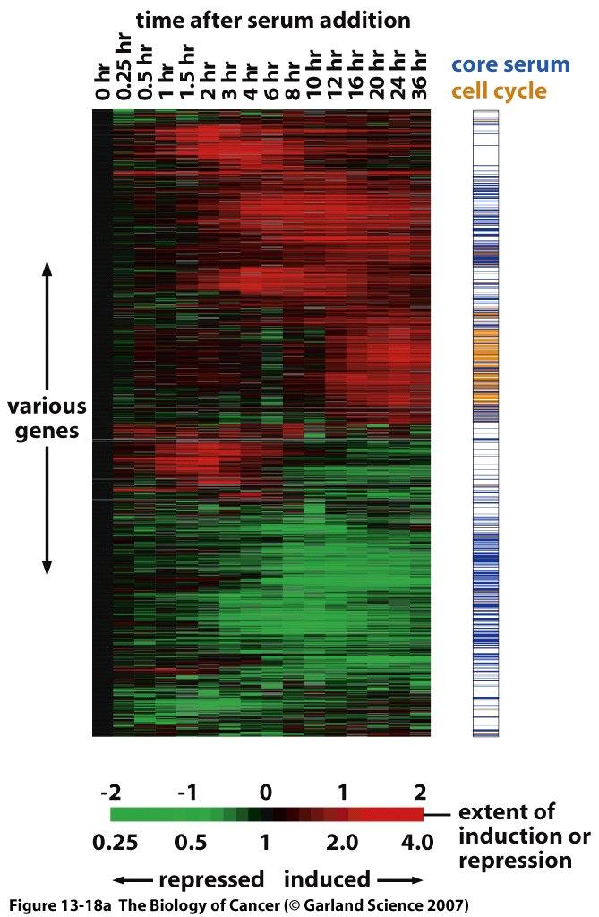 Stromal cells contribute to tumorigenesis Changes in gene