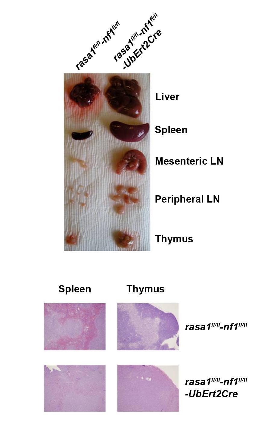 Figure 36. Lymphoma development in RASA1-NF1 double-deficient mice. Top, hematopoietic organs that had been removed from a control and doubledeficient mouse.