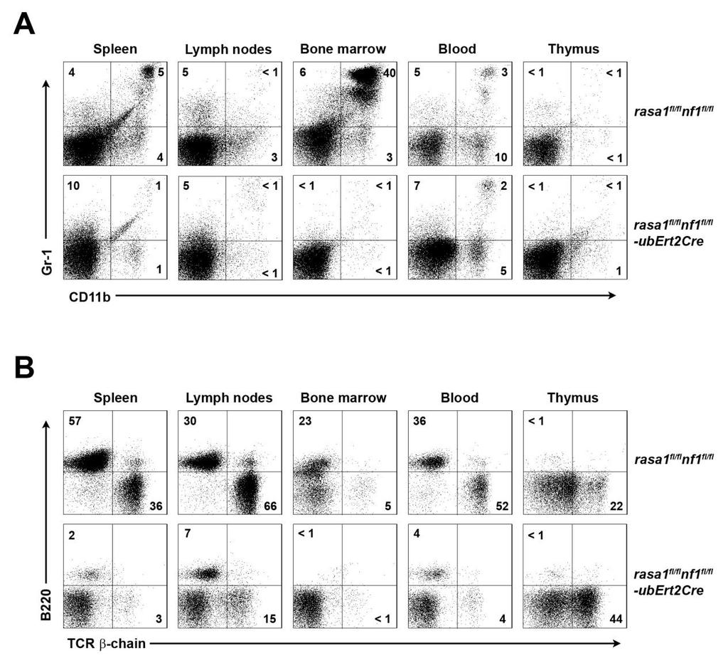 Figure 37. RASA1-NF1 double-deficient mice develop non-myeloid lymphomas.