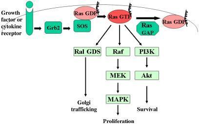 Figure 1. Ras signaling in the cell.
