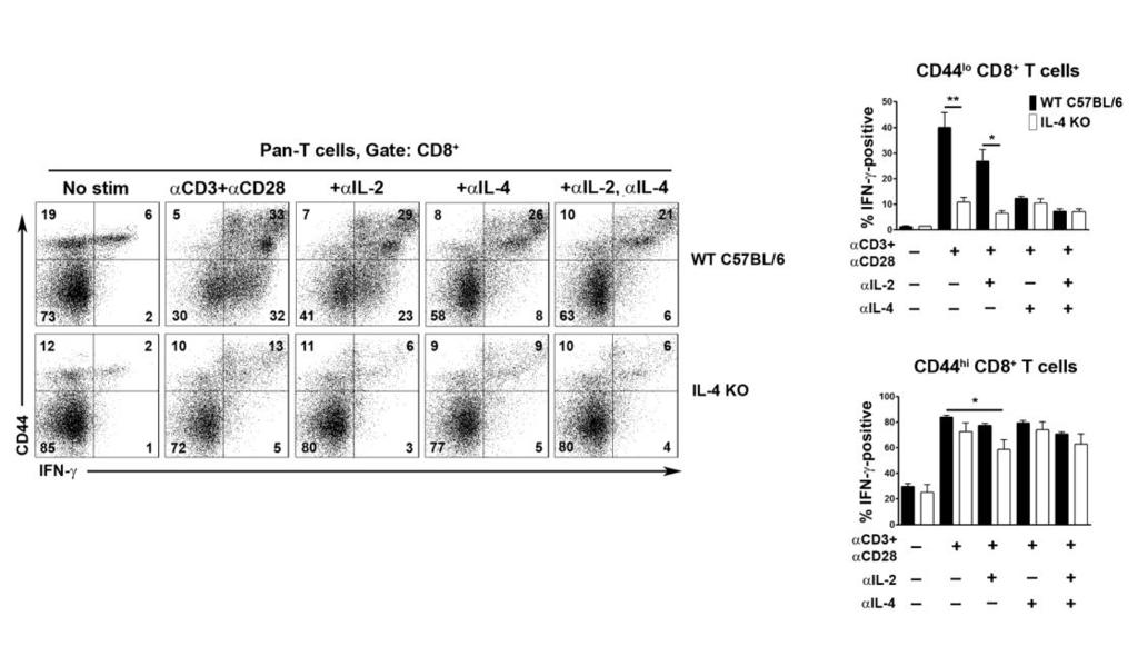 Figure 24. IFN- expression in IL-4-deficient T cells.