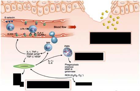 How Chronic Wounds Differ from Acute Wounds Within chronic wounds, several issues can affect healing, ie, quantity and activity of inflammatory cytokines, MMPs and their inhibitors, all of which can