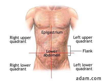 Quadrant Organs Right Upper Right liver lobe Gallbladder Pylorus First three parts of the duodenum Pancreas head Right kidney Right hepatic flexure Part of ascending colon Right half of transverse