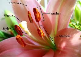 3.6 Reproduction & Growth 3.6.1 Reproduction of The Flowering Plant Chapter 40 Flowering Plant Sexual Reproduction Learning Objectives 1. Give the structure and function of the floral parts. 2.