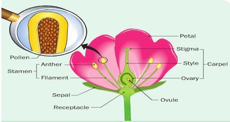 Flowering Plant Structure - Receptacle: Supports flowering parts of plant - Sepal: Protect flower when it is a bud - Petal: Brightly coloured to attract insects (pollinators) - Stamen (Male part):