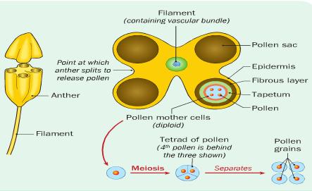 Meiosis occurs producing haploid pollen grains. Each of these pollen grains then divides by mitosis to produce large numbers of gametes.