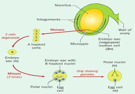 2 of these are polar nuclei, one forms a thin cell wall and becomes the egg. Nucellus cells supply nutrients for the swelling of the ovary after fertilisation.