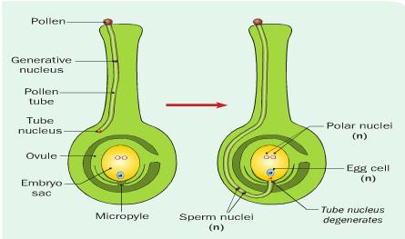 The pollen tube is attracted towards chemicals produced by the ovule (chemotropism).