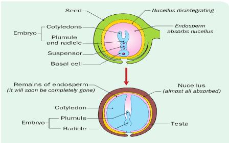 One haploid sperm joins with the haploid egg nucleus forming a diploid zygote, which will develop into an embryo (seed).