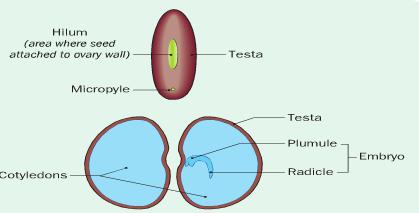 Non-Endosperm Seed ENDOSPERMIC & NON-ENDOSPERMIC SEEDS As embryos develop the cotyledons will absorb the endosperm.
