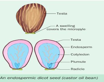Non-Endospermic Seed has no endosperm when fully formed.