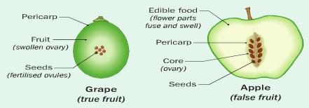 (Usually monocots) Endosperm Seed In the initial stages, the nucellus food allows growth of the endosperm & embryo.