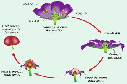 Once the fruit is formed the rest of the flower parts die away.