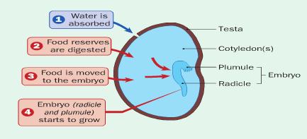 Conditions Necessary: Water: Allows enzyme reactions to occur. Absorbed from the soil.