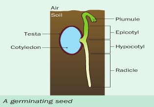 Every plant is different but usually between 5 o C and 30 o C. Events: 1. The seeds absorb water 2.