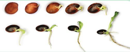 by the now active enzymes in the seed 3. Digested foods are transferred from the endosperm or cotyledon to the embryo 4.