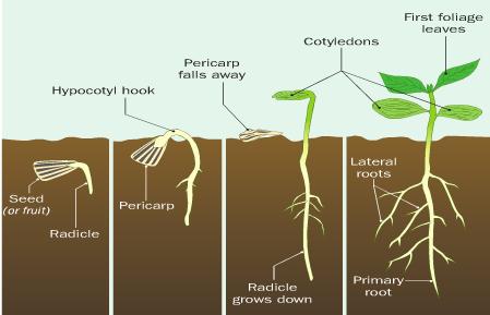 Hypocotyl Germination: COTYLEDONS MOVE ABOVE SOIL Example; Sunflower Seed It differs from epicotyl germination due to; The region between the radicle and cotyledons is called the hypocotyl and it