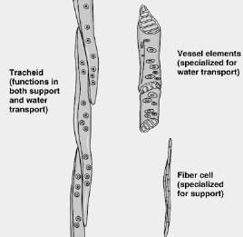4. Vessel elements in xylem - efficient water conducting cells Classification of