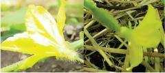 Question 17: Examine a few flowers of any cucurbit plant and try to identify the staminate and pistillate flowers. Do you know any other plant that bears unisexual flowers?