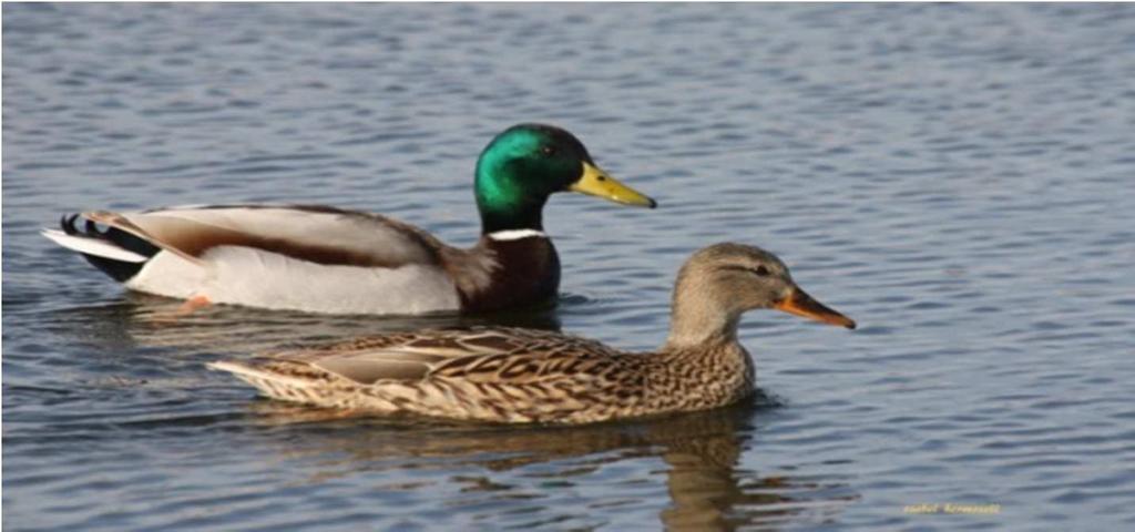 54. Look at the pictures from the life cycle of a duck and answer the questions below: a) How do