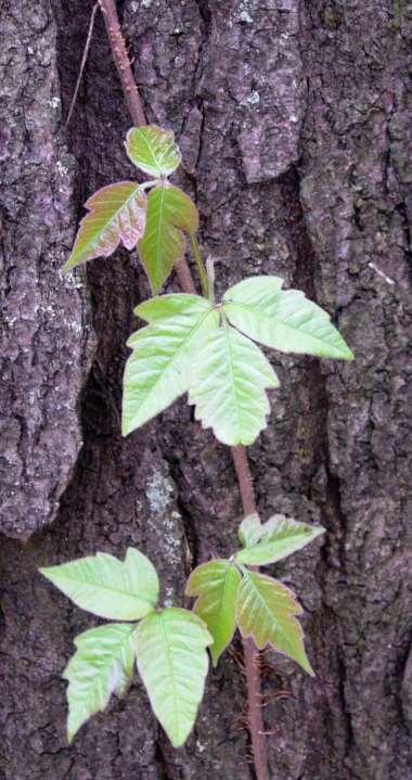 USDA [Common] Poison Ivy