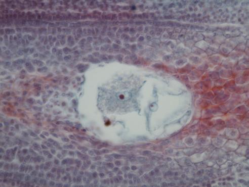 embryo sac at the day of  (C) Shows two polar nuclei and starch grains.
