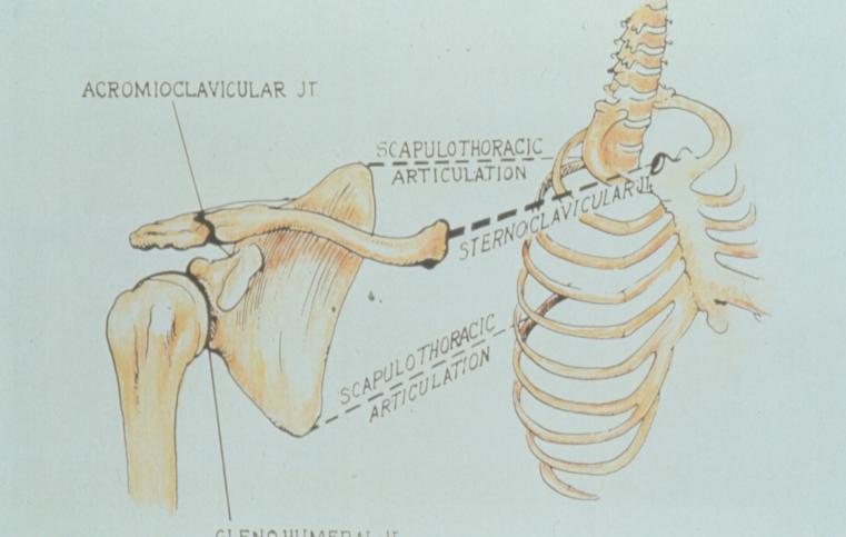 Basic Shoulder Anatomy 3 bones, 4 joints