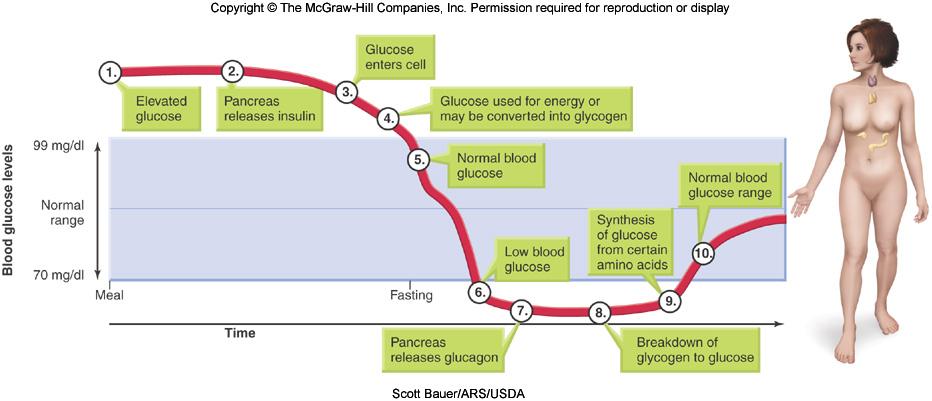 Maintaining Blood Glucose Levels Hormone When Secreted Action on Glucose Insulin Blood