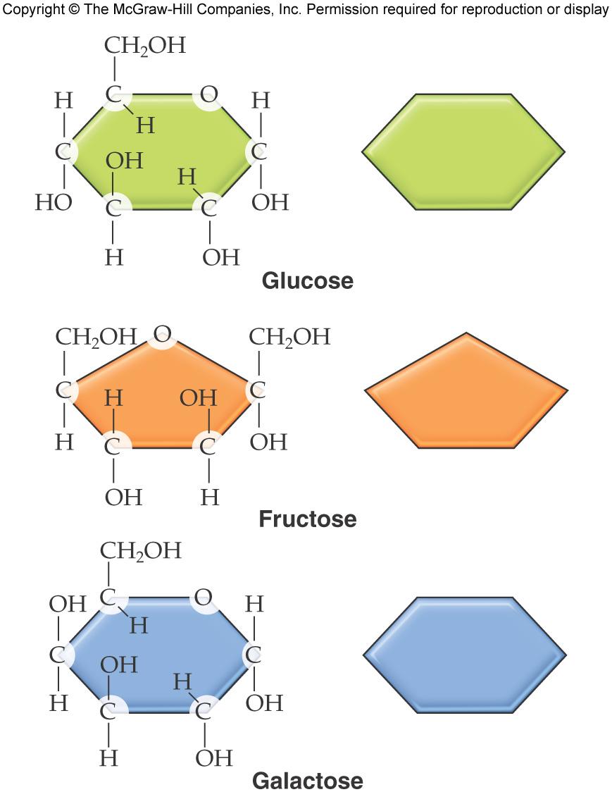 Monosaccharides Glucose Primary fuel/energy source for cells of the body A.