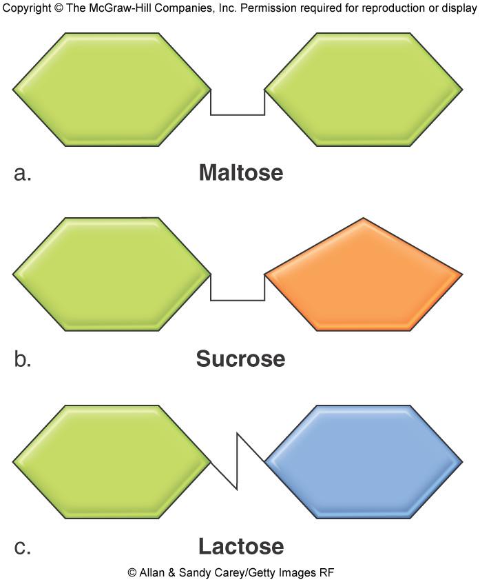 Disaccharides Maltose glucose + glucose Sucrose glucose + fructose