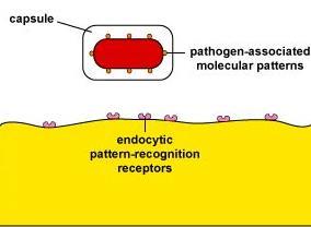 antimicrobial compounds secreted by host cells, such as