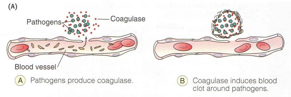 Coagulase Coagulase catalyses the formation of blood clots from Fibrinogen proteins in the human blood.