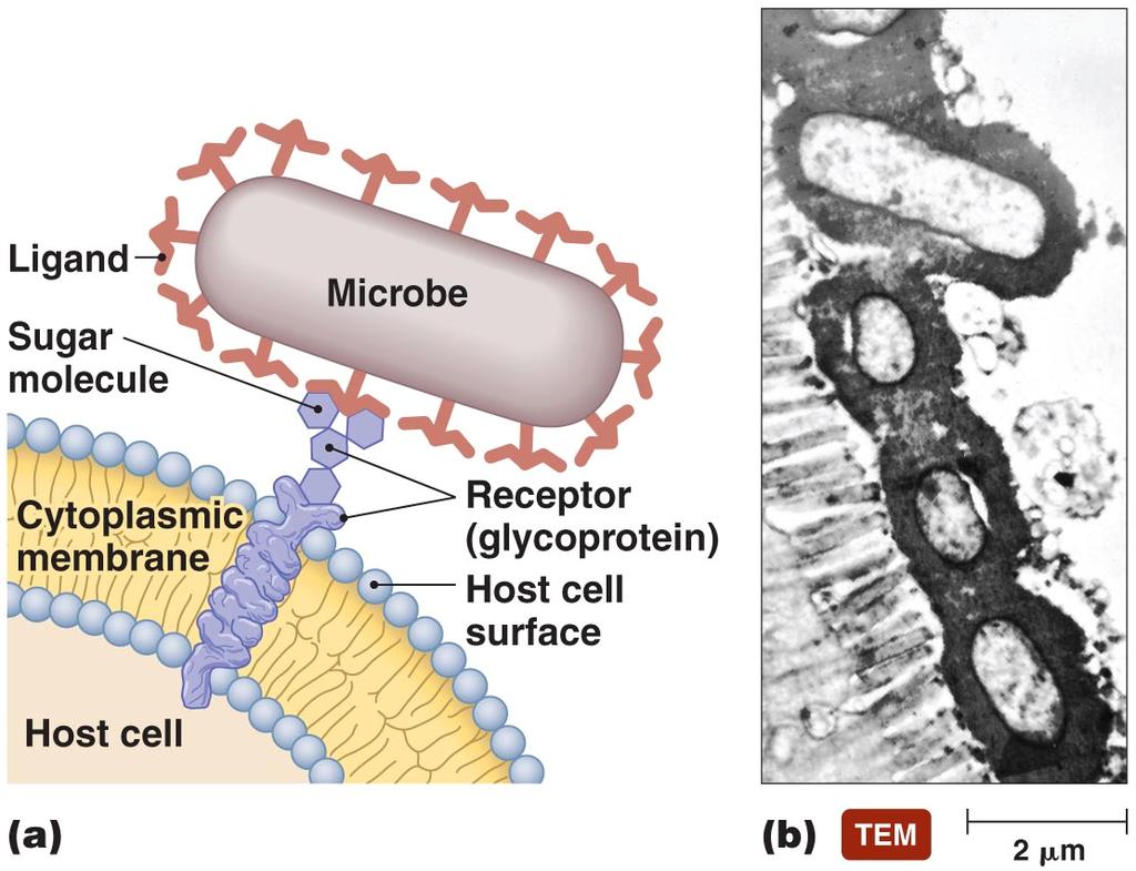 The adhesion of pathogens