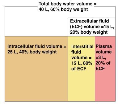 Distribution of Body Fluid Intracellular fluid (inside cells)