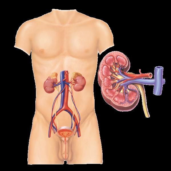 Genitourinary System (Part A-1) Module 10 -Chapter 11 Overview Urinary system Kidneys