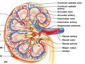 filtering Gross Anatomy Renal Pelvis Flat, hollow, funnel shaped & basin-like chamber Receives urine (fluid waste material) from inner kidney