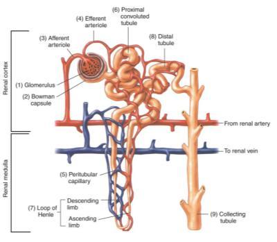 cortex Dip inward between the pyramids Microscopic Anatomy of the Kidney Kidney Each kidney contains over a million nephrons