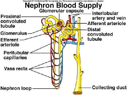 Nephron 1.