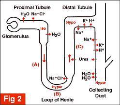 Renal Tubule 3 Main Functions of