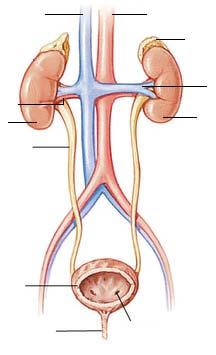 3. Label the diagram with the terms A. adrenal glands B. aorta C. inferior vena cava D. left kidney E. renal artery F. renal vein G. right kidney H. ureter I. ureter opening J. urethra K.