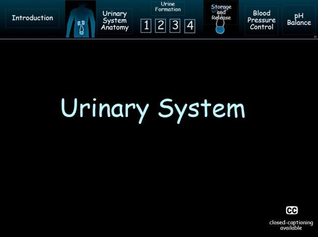M15 Urinary System Wednesday, April 24, 2013 4:09 PM VoiceThread swf http://justabitmoore.weebly.com/urinary-system.
