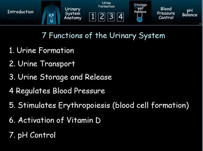 The obvious function are excretory in urine formation, transport, storage, and release, but it does quite a lot more.