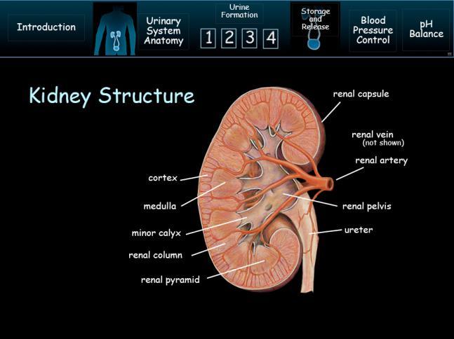 as the move against the body wall. The kidneys are in the retroperitoneal cavity. Literally that means behind the peritoneal cavity. Unlike the digestive organs.