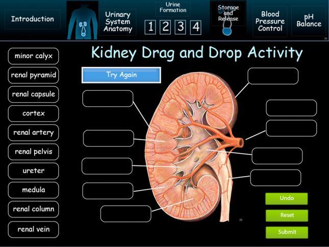 A good grasp of the anatomy of the kidney is needed, so complete the drag and drop activity to help you master its structure.